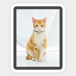 funny cat renji Sticker